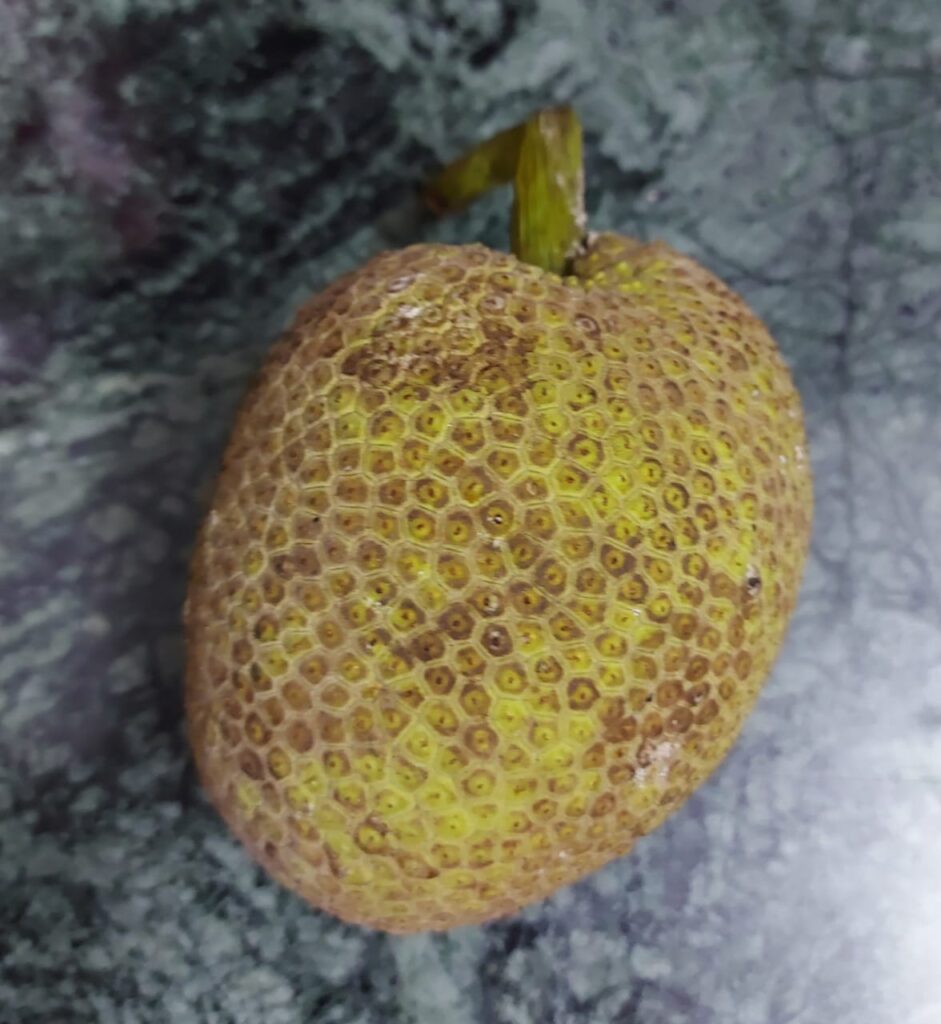 Raw Jackfruit 